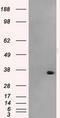 Aldo-Keto Reductase Family 1 Member A1 antibody, TA500743S, Origene, Western Blot image 