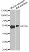 Chitinase Acidic antibody, A3416, ABclonal Technology, Western Blot image 