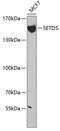 SET Domain Containing 5 antibody, GTX32867, GeneTex, Western Blot image 