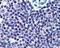 High Mobility Group 20A antibody, NB300-860, Novus Biologicals, Immunohistochemistry paraffin image 