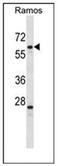 Pleiotropic Regulator 1 antibody, AP53356PU-N, Origene, Western Blot image 