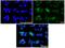 Tyrosinase antibody, A00326-2, Boster Biological Technology, Western Blot image 