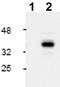 Caspase 9 antibody, ab2324, Abcam, Western Blot image 