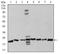 Coenzyme Q8A antibody, orb215234, Biorbyt, Western Blot image 