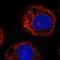 Phospholipase A2 Group XV antibody, NBP1-92088, Novus Biologicals, Immunofluorescence image 