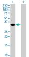 ADP Ribosylation Factor Like GTPase 10 antibody, H00285598-B01P, Novus Biologicals, Western Blot image 