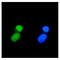 Tripartite Motif Containing 33 antibody, M03133-2, Boster Biological Technology, Immunofluorescence image 