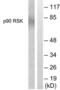 Ribosomal Protein S6 Kinase A1 antibody, LS-B7586, Lifespan Biosciences, Western Blot image 