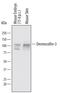 Desmocollin 3 antibody, AF7265, R&D Systems, Western Blot image 