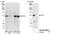 Integrator Complex Subunit 4 antibody, NB100-60660, Novus Biologicals, Western Blot image 