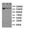 MutS Homolog 2 antibody, orb318988, Biorbyt, Western Blot image 