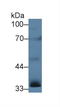 Inhibin Subunit Alpha antibody, LS-C314492, Lifespan Biosciences, Western Blot image 