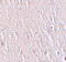 Zinc Finger And BTB Domain Containing 5 antibody, 6123, ProSci, Immunohistochemistry paraffin image 