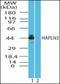 Hyaluronan And Proteoglycan Link Protein 3 antibody, orb87650, Biorbyt, Western Blot image 