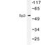 Sp2 Transcription Factor antibody, LS-C176791, Lifespan Biosciences, Western Blot image 