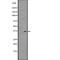 G Protein-Coupled Receptor 35 antibody, abx147350, Abbexa, Western Blot image 