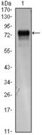 Fms Related Tyrosine Kinase 4 antibody, MBS831840, MyBioSource, Western Blot image 