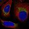 Ubiquinol-Cytochrome C Reductase Complex III Subunit VII antibody, PA5-65774, Invitrogen Antibodies, Immunofluorescence image 