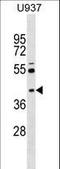 Src kinase-associated phosphoprotein 2 antibody, LS-C158978, Lifespan Biosciences, Western Blot image 