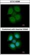 Nuclear RNA Export Factor 3 antibody, GTX116398, GeneTex, Immunocytochemistry image 