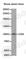 CD68 Molecule antibody, A5515, ABclonal Technology, Western Blot image 