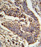 Sodium Channel Epithelial 1 Alpha Subunit antibody, LS-C162900, Lifespan Biosciences, Immunohistochemistry frozen image 