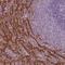 Proline-Serine-Threonine Phosphatase Interacting Protein 2 antibody, NBP1-85846, Novus Biologicals, Immunohistochemistry frozen image 