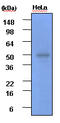 Glycogen Synthase Kinase 3 Beta antibody, LS-C93736, Lifespan Biosciences, Western Blot image 
