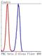 Protein Kinase C Beta antibody, NBP2-67516, Novus Biologicals, Flow Cytometry image 