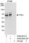 Transcription Factor Binding To IGHM Enhancer 3 antibody, A302-621A, Bethyl Labs, Immunoprecipitation image 