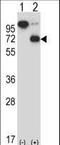 Ariadne RBR E3 Ubiquitin Protein Ligase 2 antibody, LS-C156486, Lifespan Biosciences, Western Blot image 