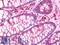 Diaphanous Related Formin 2 antibody, LS-B10718, Lifespan Biosciences, Immunohistochemistry paraffin image 