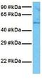 Neuraminidase 1 antibody, GTX46743, GeneTex, Western Blot image 