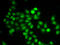 Mitotic Arrest Deficient 1 Like 1 antibody, 14-043, ProSci, Immunofluorescence image 