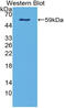 Netrin 4 antibody, MBS2027201, MyBioSource, Western Blot image 