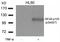 Nuclear Factor Kappa B Subunit 1 antibody, NB100-82069, Novus Biologicals, Western Blot image 