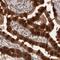 Pleckstrin Homology Domain Containing A1 antibody, PA5-51675, Invitrogen Antibodies, Immunohistochemistry frozen image 