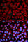 Calcium/Calmodulin Dependent Serine Protein Kinase antibody, A2501, ABclonal Technology, Immunofluorescence image 