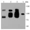 Cadherin 5 antibody, NBP2-66782, Novus Biologicals, Western Blot image 