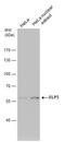 Elongator Acetyltransferase Complex Subunit 3 antibody, NBP2-43694, Novus Biologicals, Western Blot image 