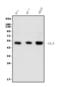 Galactosidase Alpha antibody, A01135-2, Boster Biological Technology, Western Blot image 