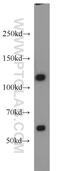 Spliceosome Associated Factor 3, U4/U6 Recycling Protein antibody, 18025-1-AP, Proteintech Group, Western Blot image 
