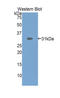 Alpha-2-macroglobulin antibody, LS-C292749, Lifespan Biosciences, Western Blot image 