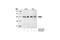 FAS-associated death domain protein antibody, 2782T, Cell Signaling Technology, Western Blot image 