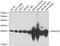 NADH:Ubiquinone Oxidoreductase Core Subunit V2 antibody, GTX55724, GeneTex, Western Blot image 