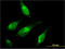 Chromodomain Helicase DNA Binding Protein 1 antibody, LS-B12654, Lifespan Biosciences, Immunofluorescence image 