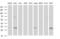 Thioredoxin Related Transmembrane Protein 1 antibody, MA5-26293, Invitrogen Antibodies, Western Blot image 