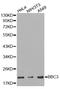 BCL2 Binding Component 3 antibody, STJ22762, St John