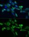 Farnesyl-Diphosphate Farnesyltransferase 1 antibody, GTX53976, GeneTex, Immunofluorescence image 