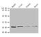 Proteasome Subunit Alpha 7 antibody, CSB-PA01335A0Rb, Cusabio, Western Blot image 